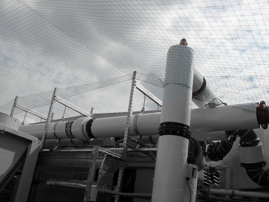 Bird Control in Leicester, East Midlands